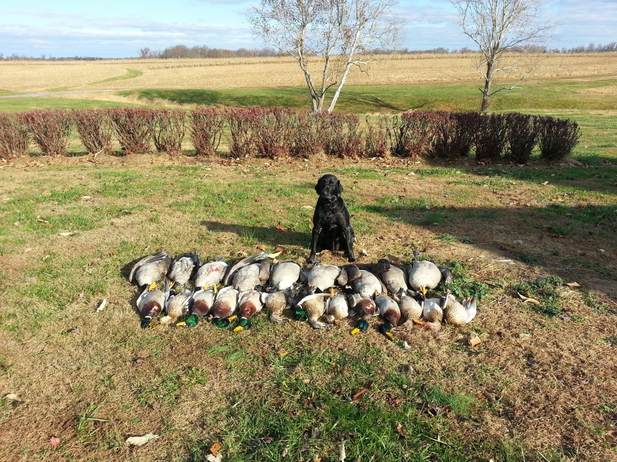 Maryland Waterfowl Hunting Photo Gallery