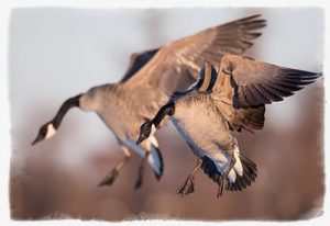 Maryland Goose Hunting