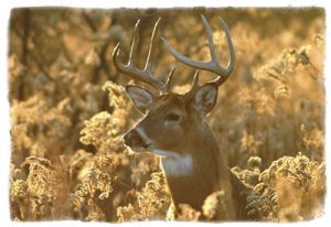 Whitetail Deer Maryland