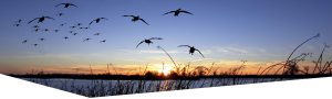 Maryland Goose Hunting
