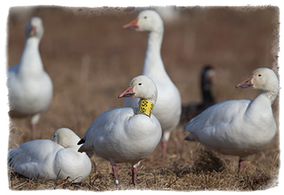 Maryland Snow Goose Hunting Waterfowl Hunting