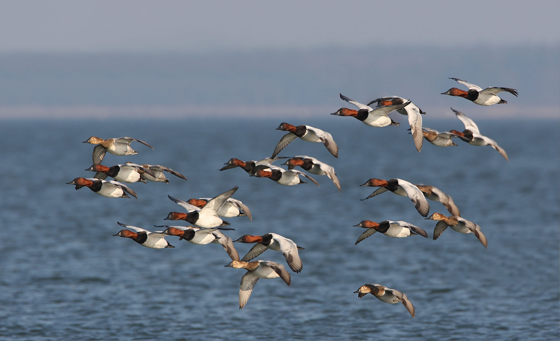 Maryland Duck Hunting - Waterfowl Waterfowl Hunting